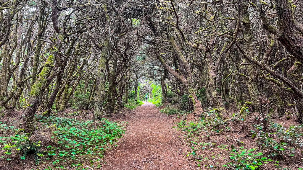 Tree tunnel trail on the Oregon Coast trail.