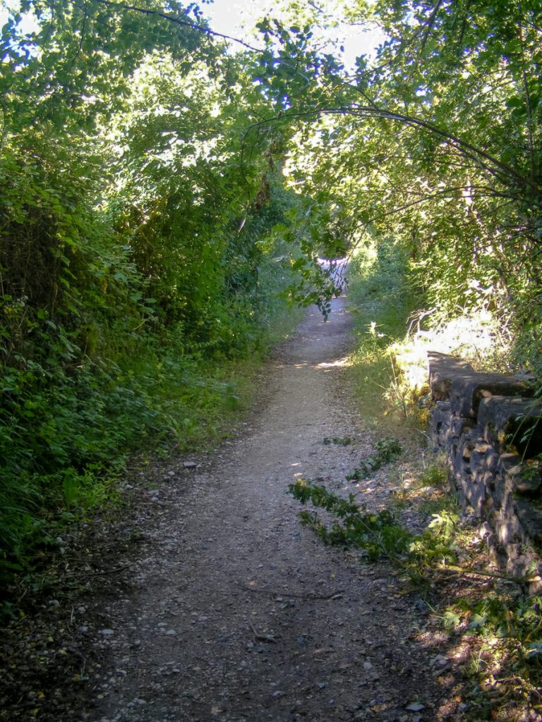Forest path on the Camino frances.