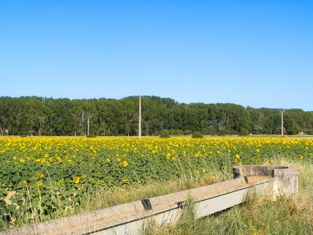 Sunflower field in north-central Spain.
