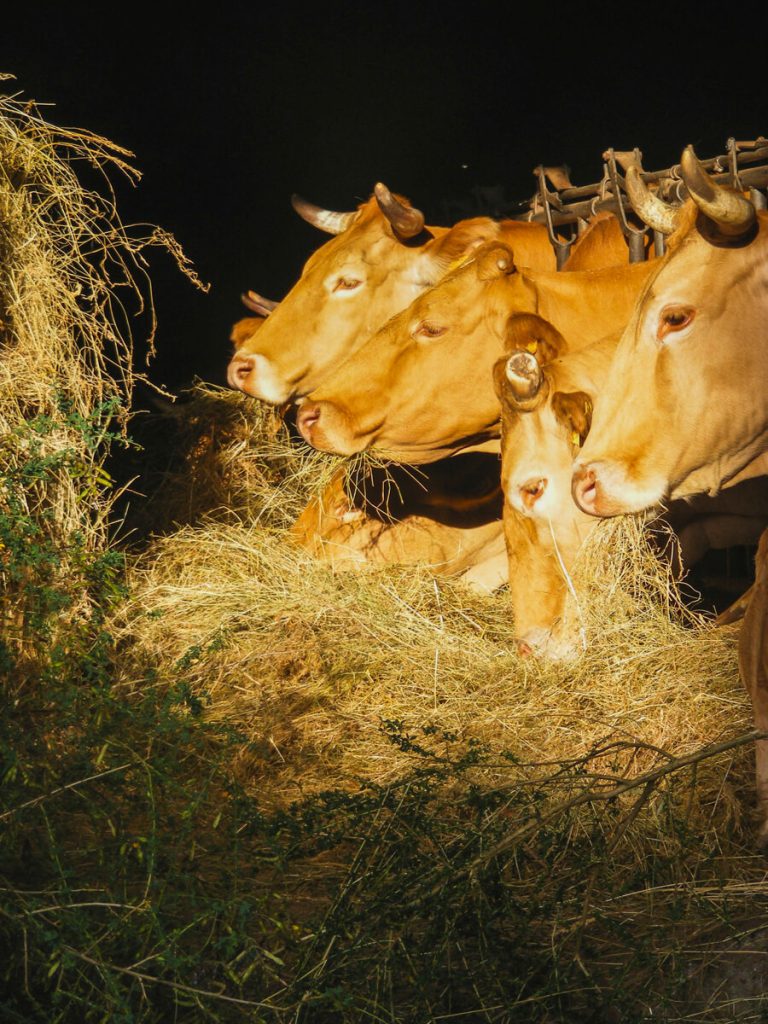Cows early in the morning.