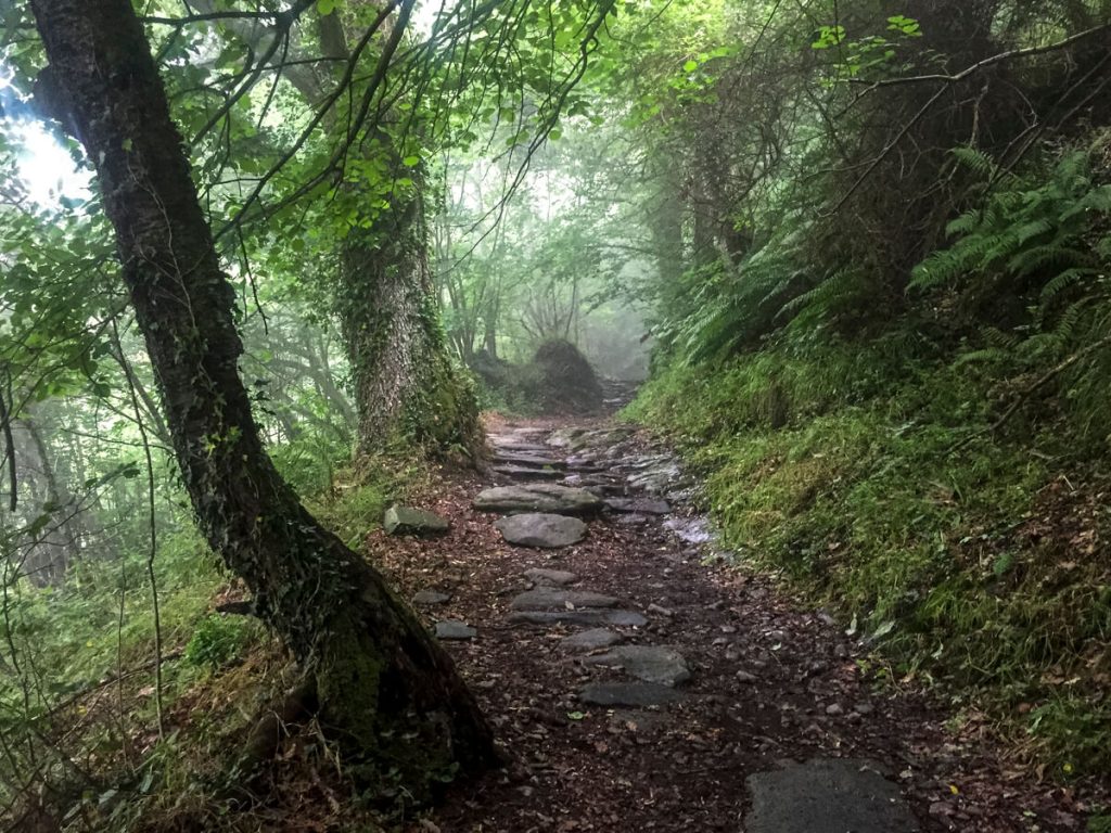 Foggy morning forest walk on the Camino Primitivo.