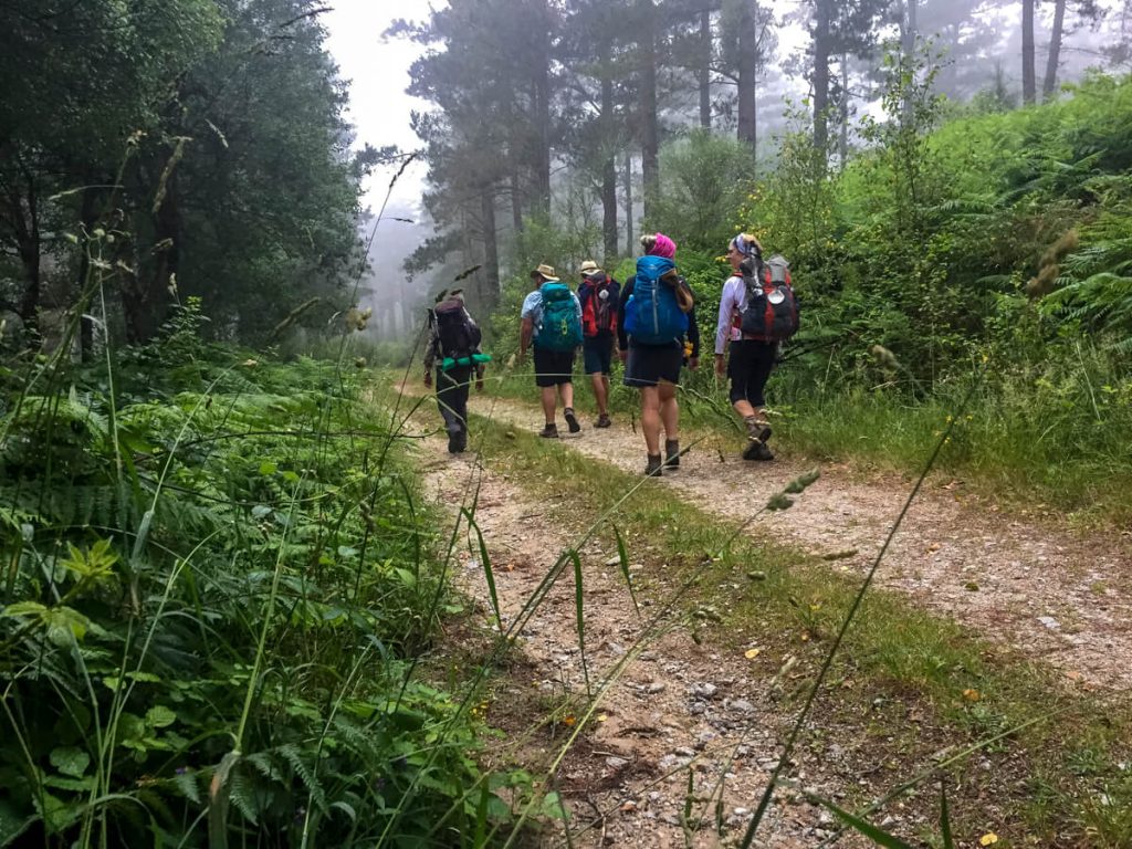 A group of pilgrims on the Camino Primitivo in a Eucalyptus forest.