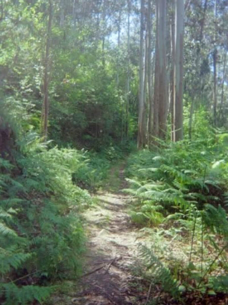 A forested path of eucalyptus trees on the Camino del Norte.