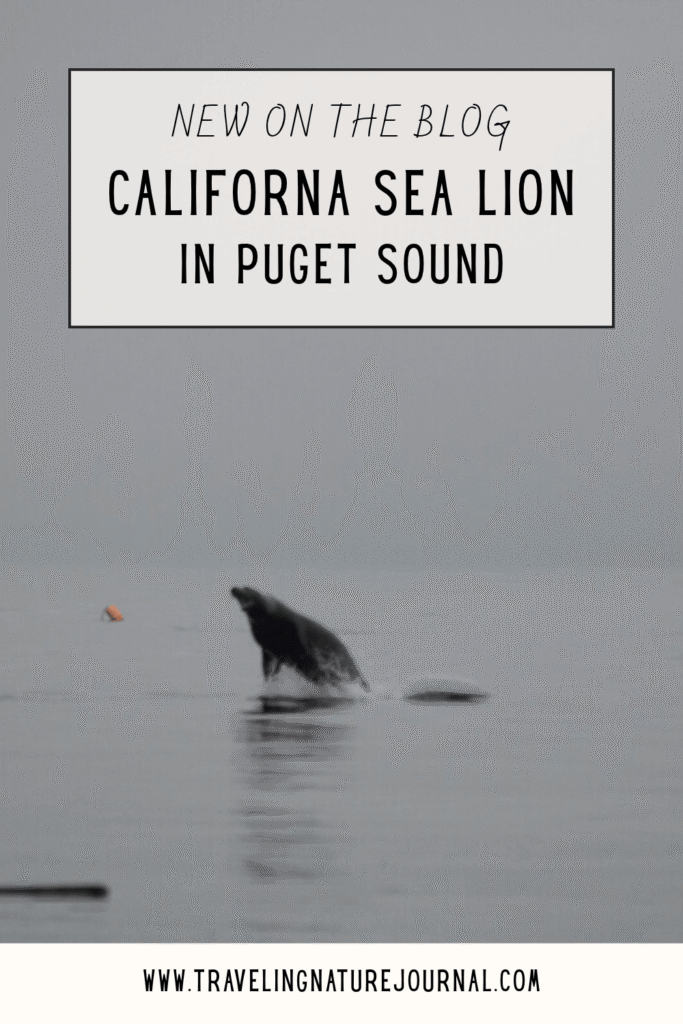 Read more about the California Sea Lion in Puget Sound.