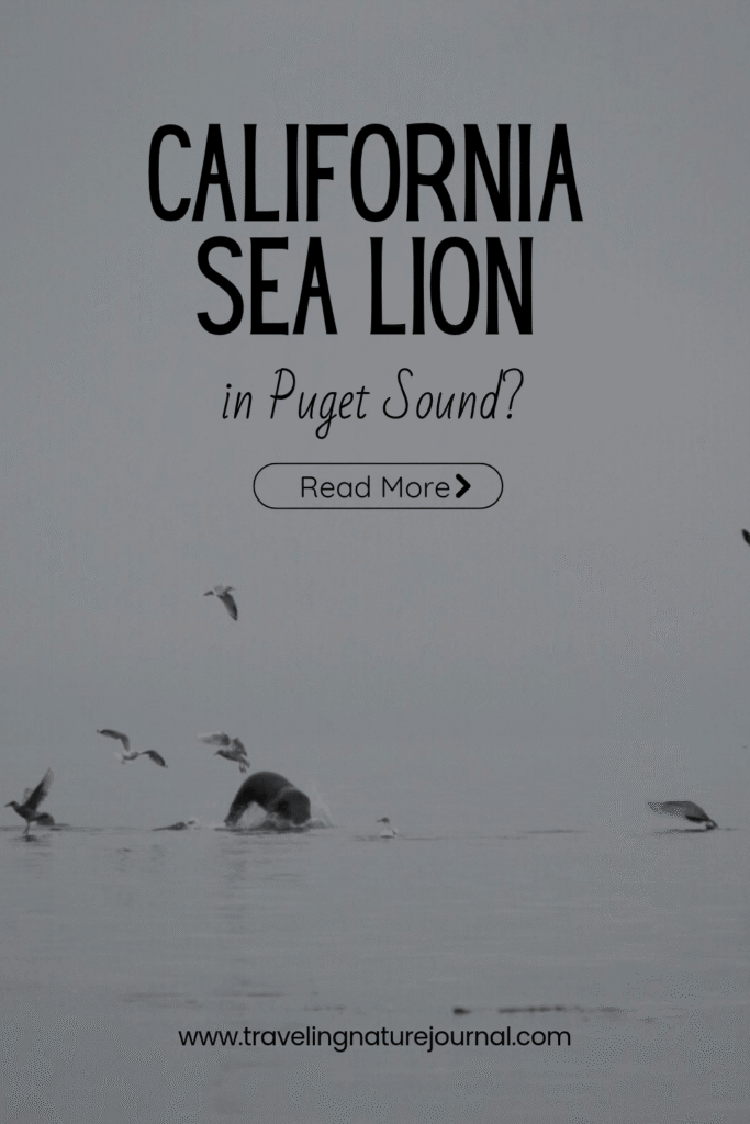 Read more about the California Sea Lion in Puget Sound.