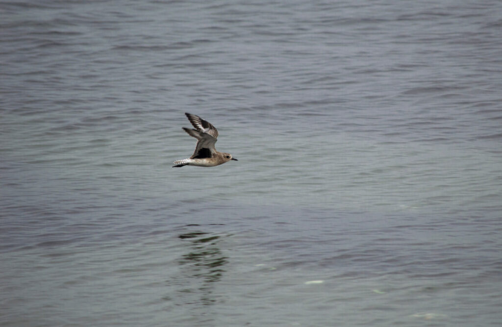 Black-Bellied Plover winter plumage black wingpit showing while flying over water