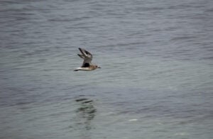Black-Bellied Plover winter plumage black wingpit showing while flying over water