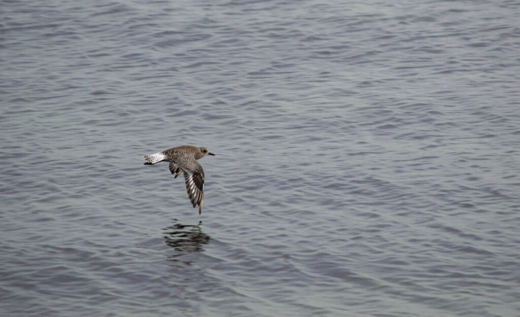 Black Bellied Plover flying with wings down showing back feature coloration in winter.
