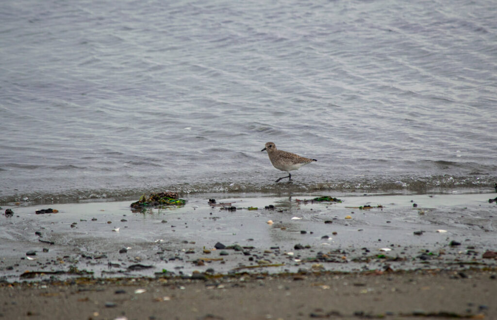 Plover walking near the shoreline of Puget Sound