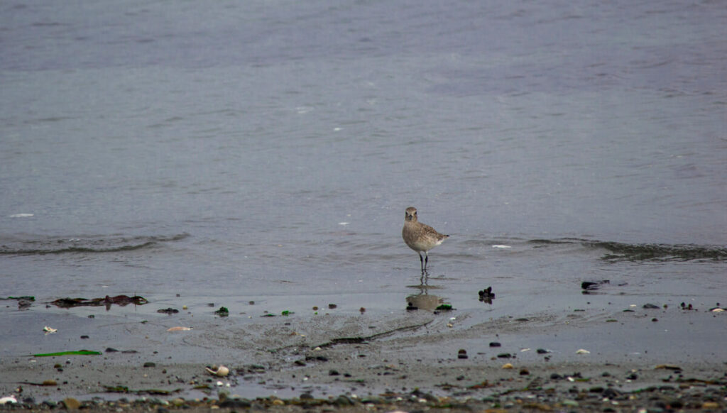 Plover at the edge of the water