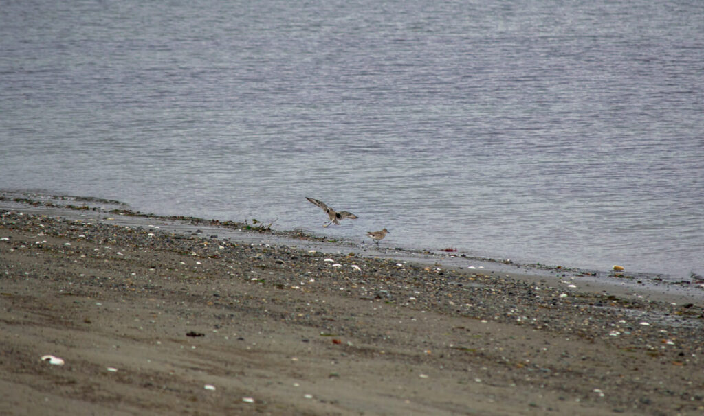 Landing next to another by Puget Sound shoreline