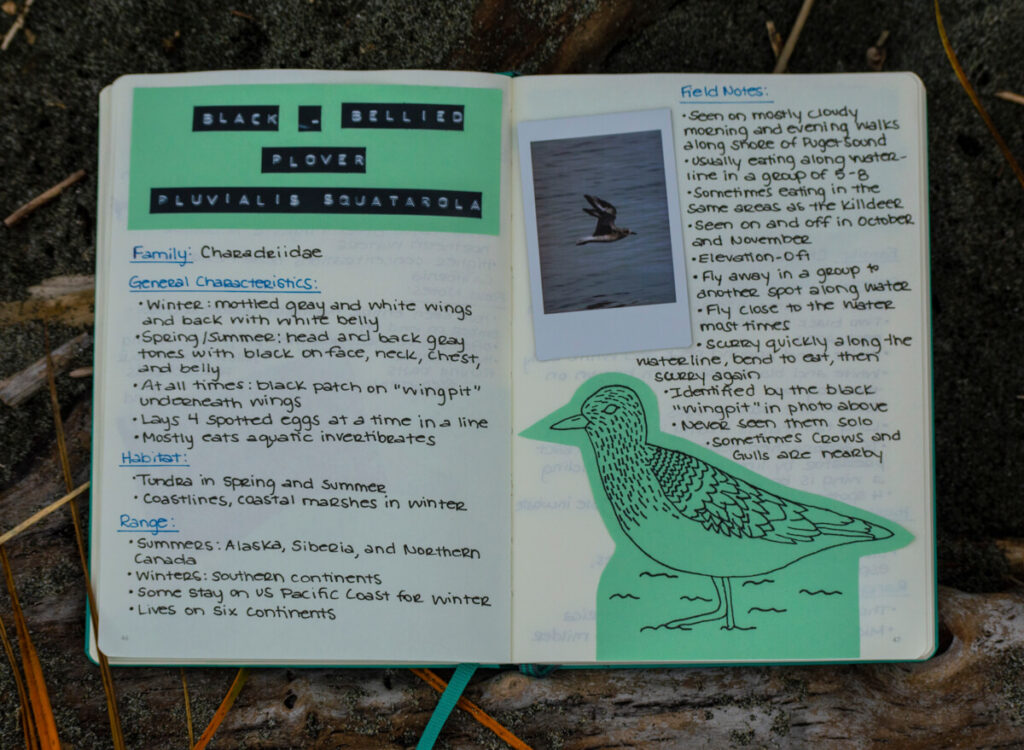 Nature Journal about how to identify the Black Bellied Plover in the winter with text, a photo, and a sketch.