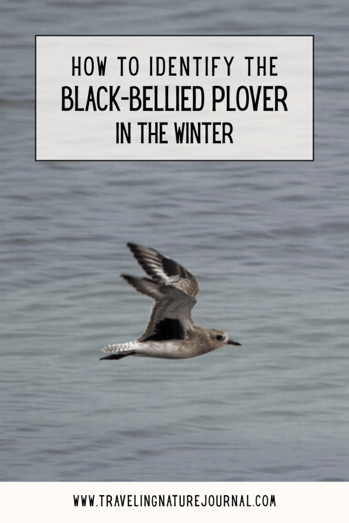 How to identify a Black-Bellied Plover in the winter pin.