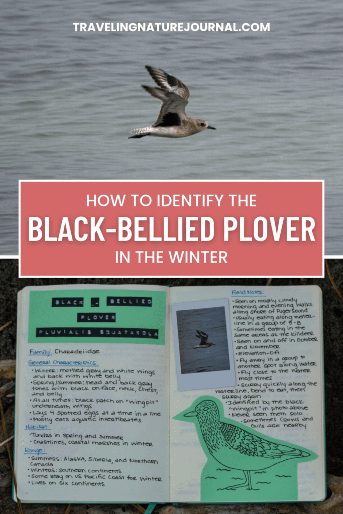 How to identify a Black-Bellied Plover in the winter pin.