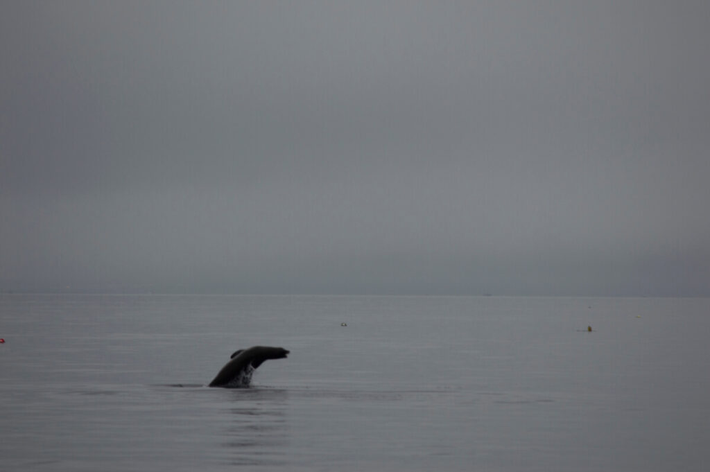 Sea Lion Jumping.