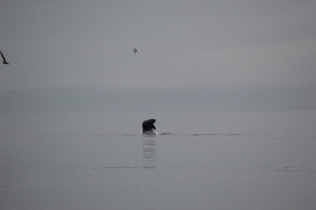 California Sea Lion jumps out of water on a gray day.