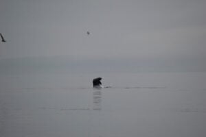 California Sea Lion jumps out of water on a gray day.