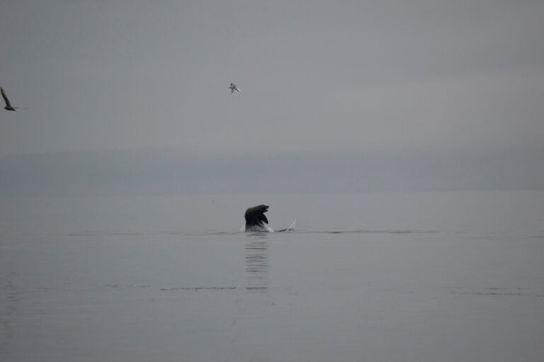 California Sea Lion jumps out of water on a gray day.
