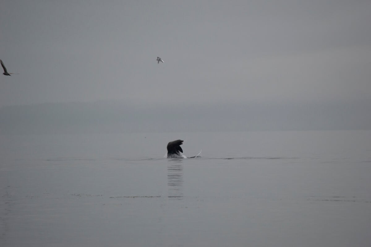 California Sea Lion jumps out of water on a gray day.