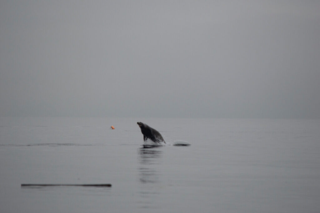 Sea Lion leaping out of Puget Sound.