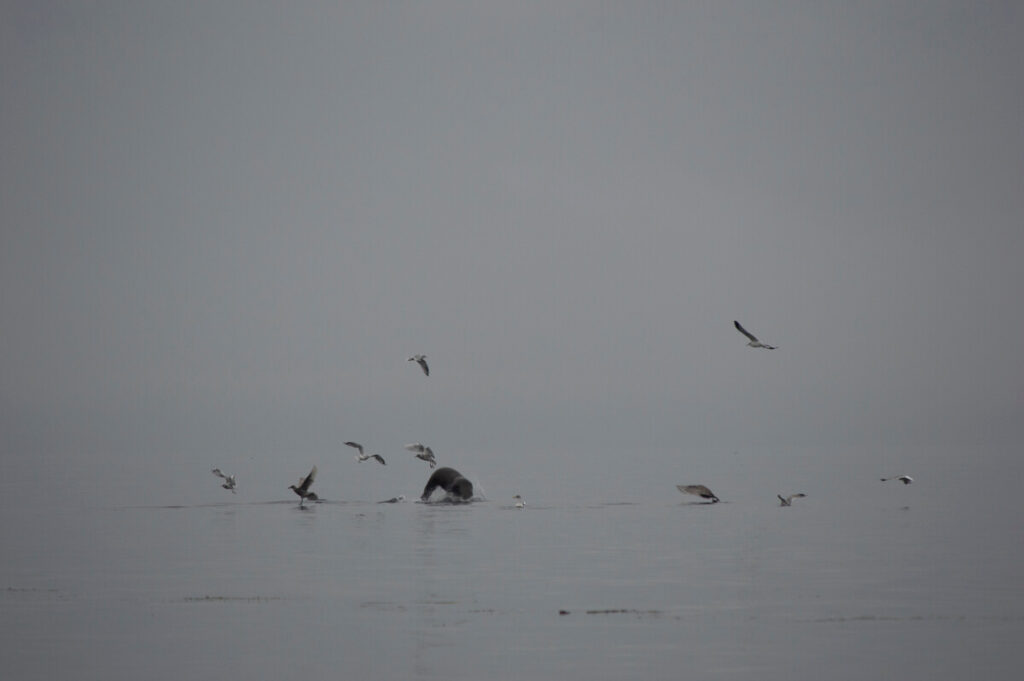 Sea Lion and Gulls looking for food.